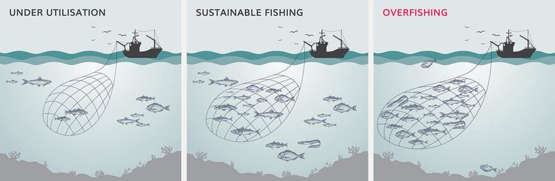 Infographic showing how overfishing looks like